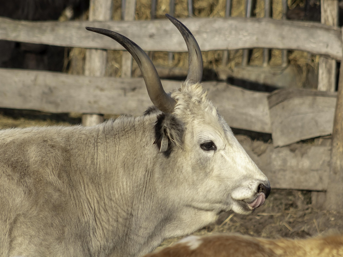 glacika56-grey-cattle-4837286_1920