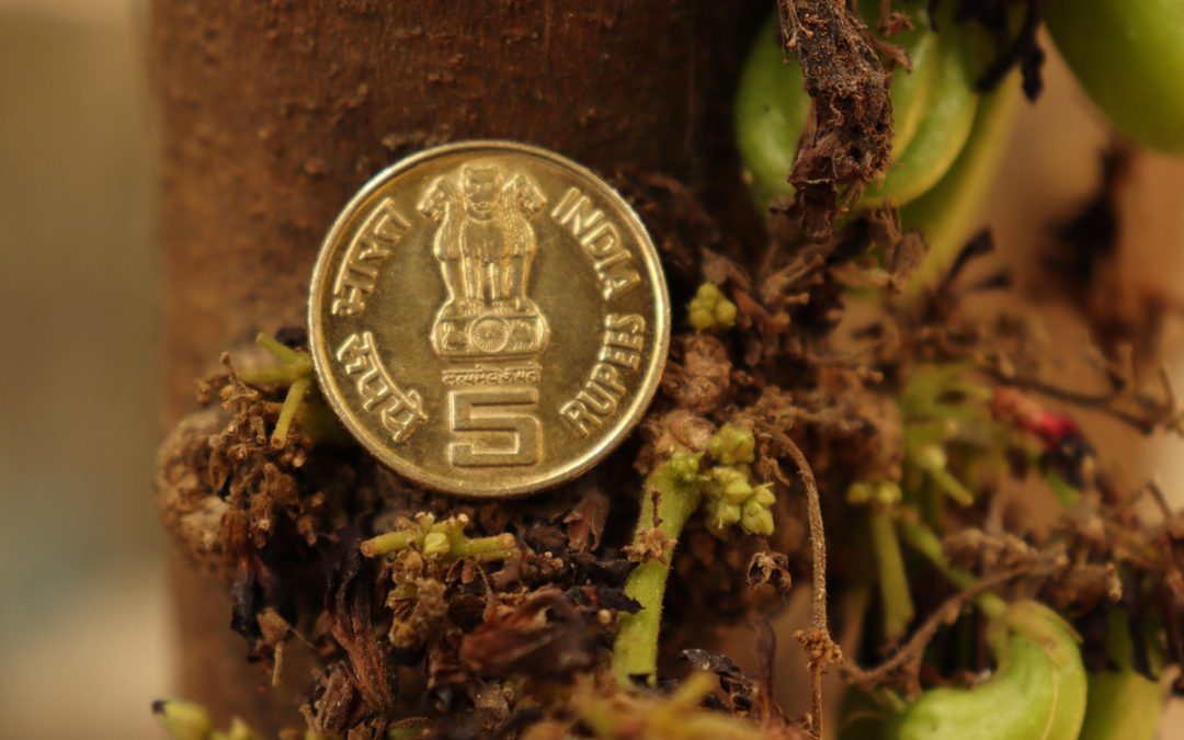 EU–India megállapodás – magyarországi hatások