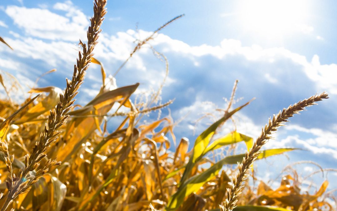 Agricultural Section: New Members in the Board